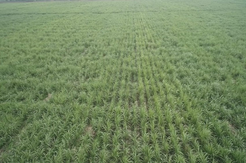 Dukung Swasembada Gula 2028, PTPN I Regional 5 Kebun Kalitelepak Banyuwangi Tingkatkan Produksi Tebu 31%