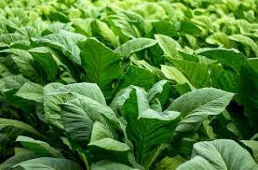 Capai Target Produksi Tembakau 12.750 Ton, PTPN I Regional 4 Serap 16 Ribu Tenaga Kerja Perempuan