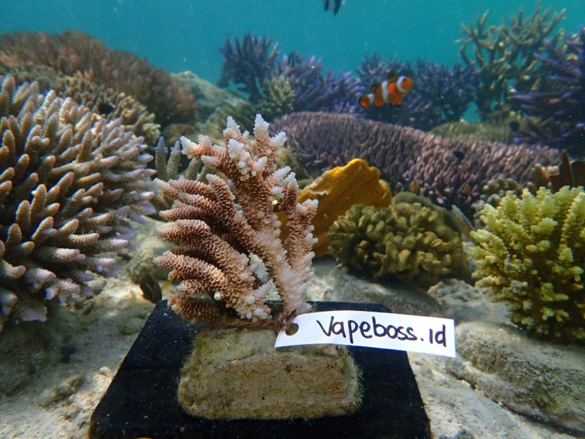 Rayakan Anniversary ke-10, Vapeboss Bangun Taman Terumbu Karang di Karimunjawa