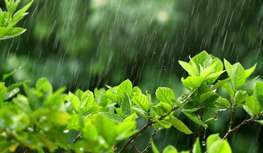 Perlukah Menyiram Tanaman Meski Sudah Terkena Hujan?