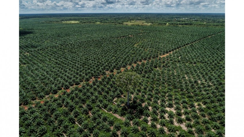 Kepala Studi Sawit IPB: Banyak Kawasan Hutan yang Tidak Berhutan Bisa Ditanami Sawit