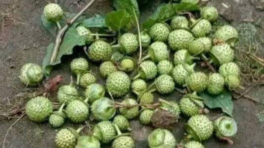 5 Manfaat Kecubung  Salah Satunya Hilangkan Ketombe pada Rambut