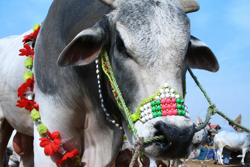 Binatang yang Diharamkan: Pandangan Hindu, Yahudi dan Nasrani