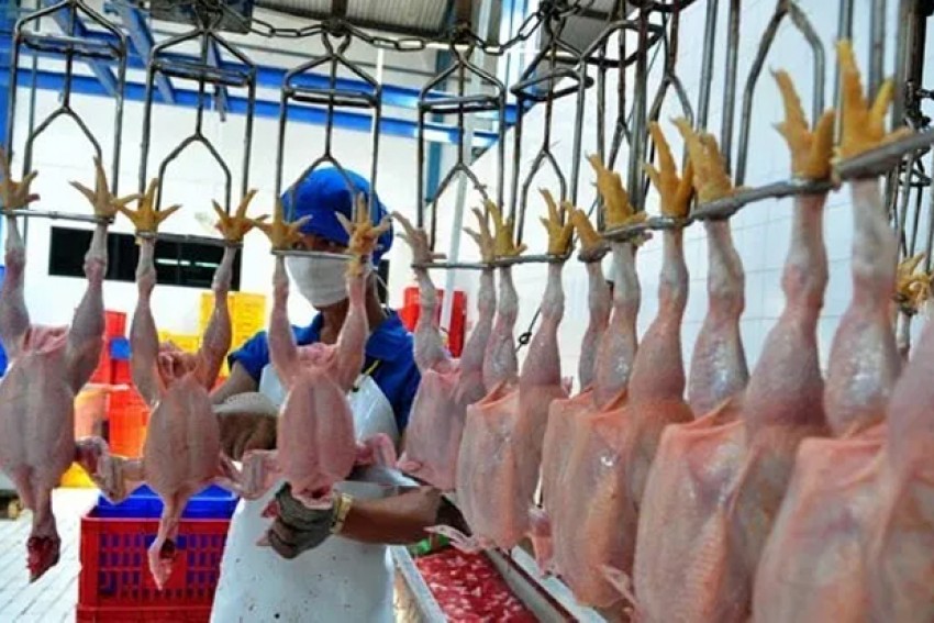 Makanan Haram: Binatang yang Disembelih Bukan Karena Allah