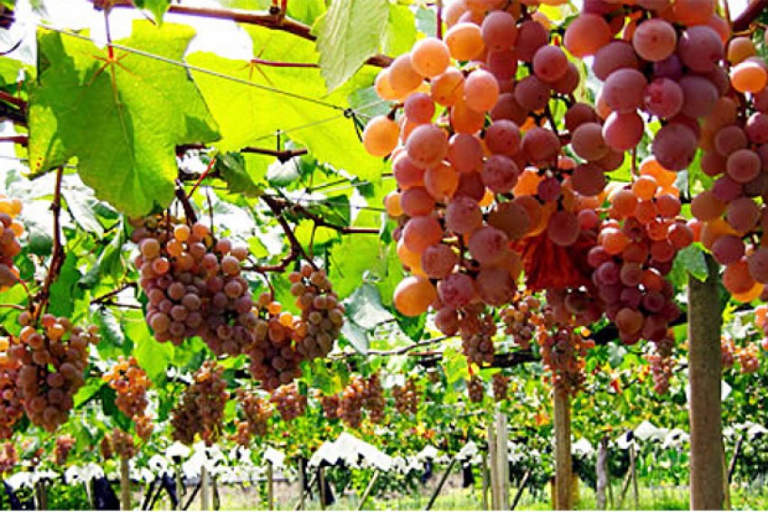 Kisah Negeri Saba yang Subur Penduduknya Makmur tapi Terkena Azab Allah Taala