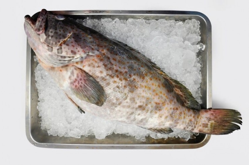 Bahaya Cairkan Ikan Beku dalam Kemasan Tertutup