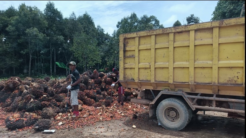 Penjarahan Sawit Marak, Aparat Hukum Harus Segera Bertindak, Dan Jangan Terkesan Diam