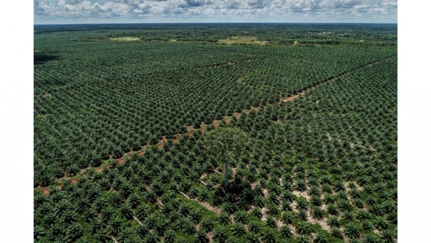Merasa Ada Yang Tidak Beres Soal Penyitaan Lahan Sawit, Pengacara Kalteng Kirim Surat ke Presiden Prabowo
