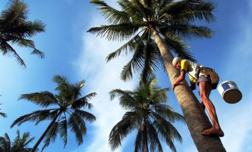 Lindungi Penderes, Pemkab Banyumas Berikan Asuransi sampai Alat Keselamatan atau Safety Belt