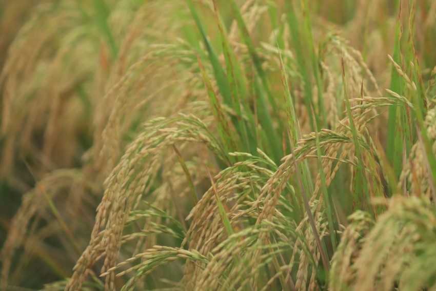 Pemerintah akan Bangun 25 Ribu Gudang Sementara di Desa untuk Tampung Panenan Petani