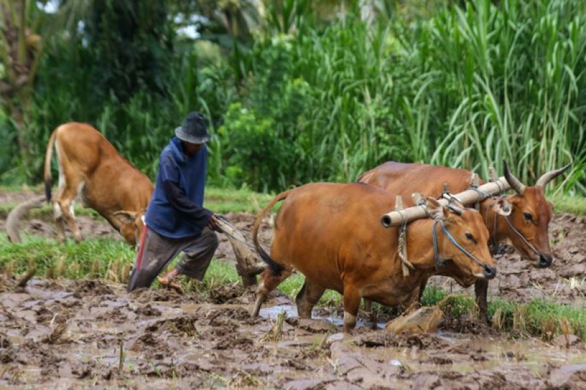 Bekerja sebagai Petani Mulia, tapi Jangan Hanya Mengikuti Ekor Lembu