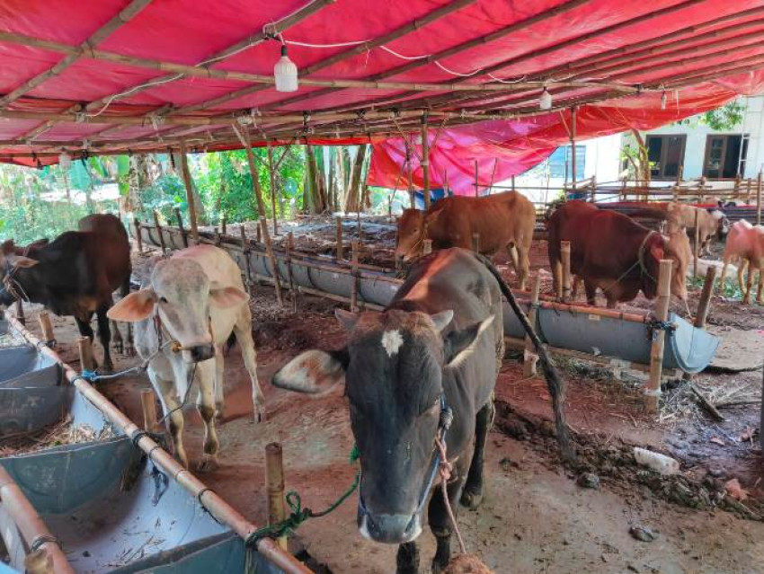 Juru Sembelih Harus Paham Anatomi Hewan Qurban