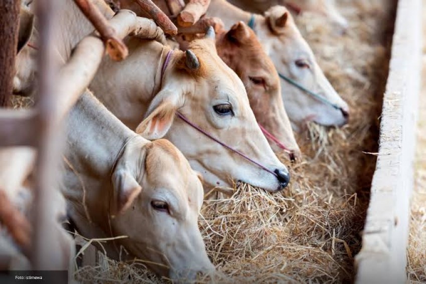 BSI Gandeng 17 LAZNAS untuk Permudah Kurban Online Melalui Aplikasi BYOND