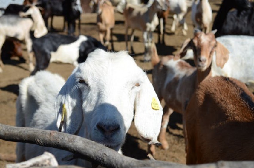 Awas, Hewan Kurban Stres Bikin Daging Jadi Cepat Busuk