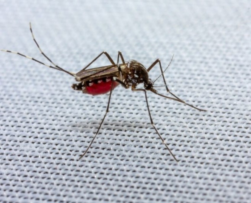 Penularan Virus Dengue Hanya Melalui Gigitan Nyamuk Betina Aedes Aegypti
