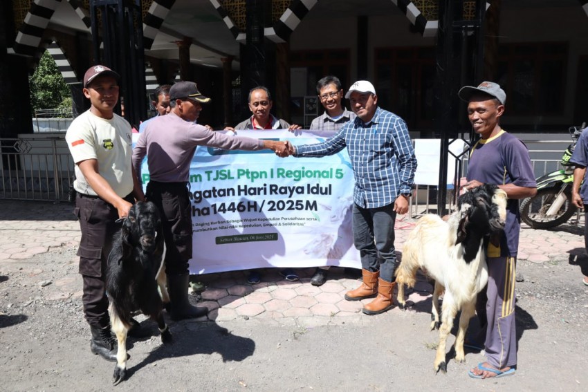 PTPN I Regional 5 Salurkan 11 Hewan Kurban untuk Masyarakat di Lima Kabupaten