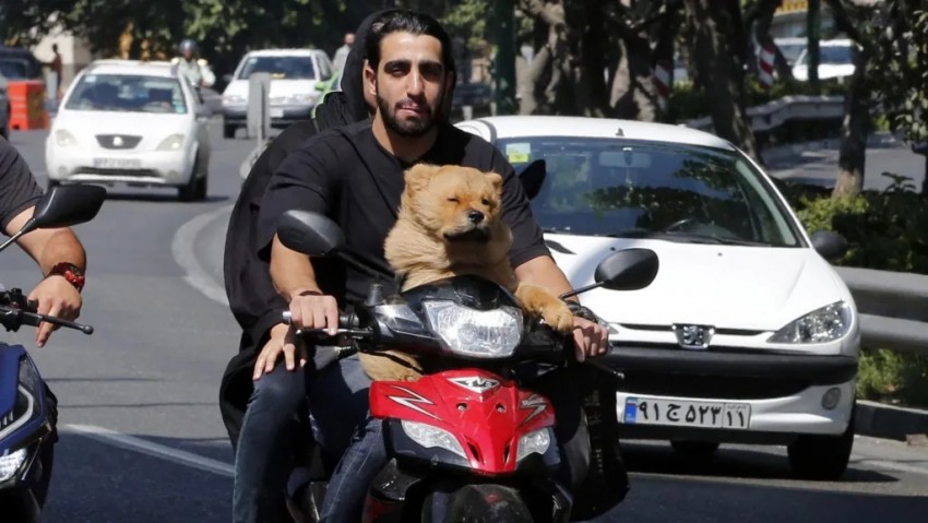 Larangan Ajak Anjing Jalan-jalan di Iran Kini Diperluas ke Seluruh Negeri