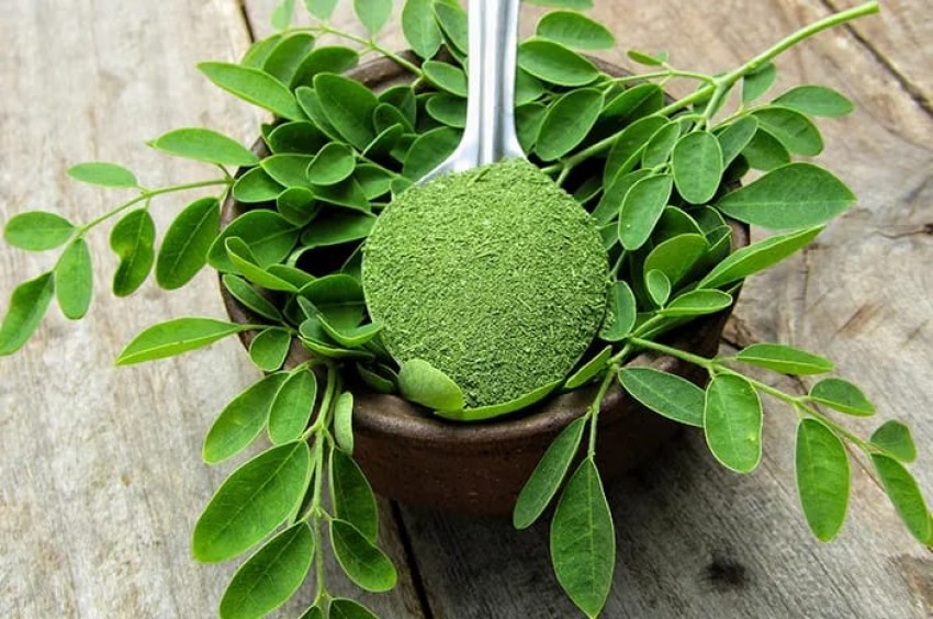 Daun Kelor Bermanfaat Bagi Kulit untuk Perlambat Penuaan
