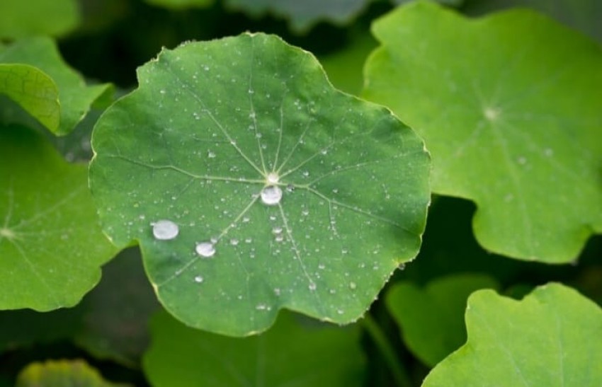 Masker Wajah dari Daun Teratai jadi Tren di China