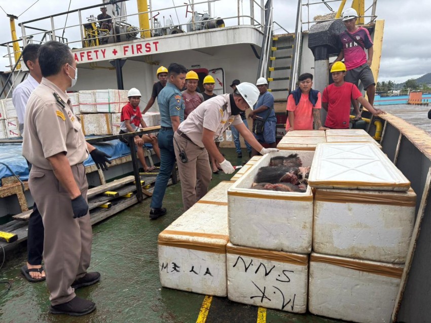 Karantina Sulawesi Utara Menahan 800 Kg Daging Celeng Tanpa Dokumen Di Pelabuhan Samudera Bitung