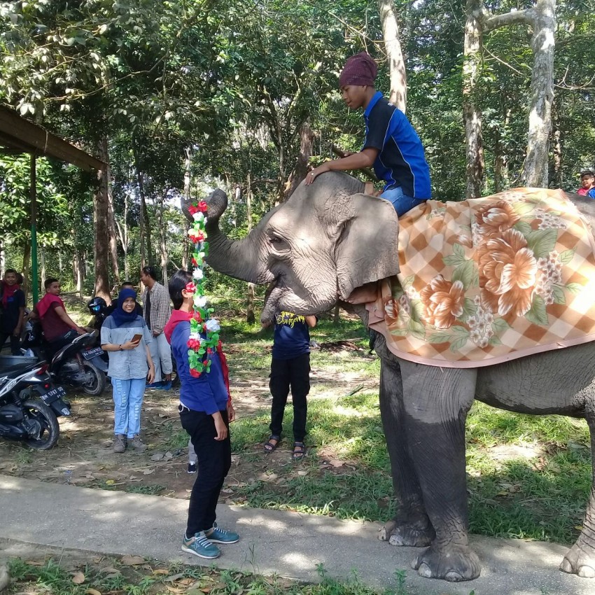 Wisata Mengenal Habitat Gajah di Indonesia, Tak Perlu Harus ke Thailand