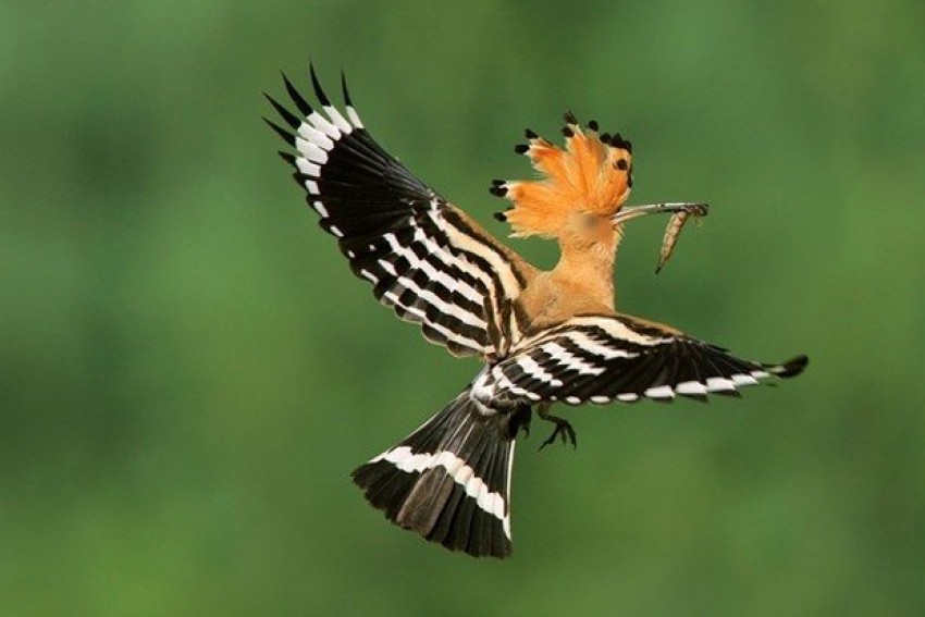 Fariduddin Aththar: Dari Toko Obat ke Taman Jiwa