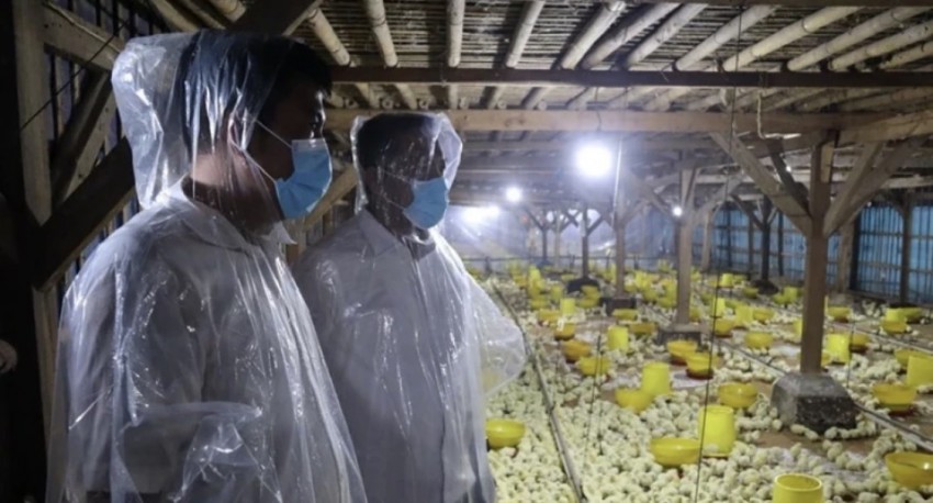 Mandiri Pangan, GP Ansor Resmikan Peternakan Ayam Broiler Kapasitas 30.000 Ekor di Subang