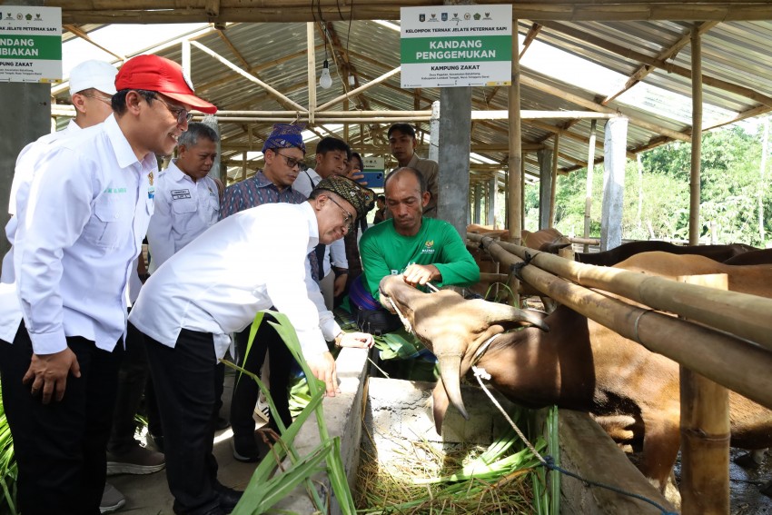 BAZNAS Perkuat Ketahanan Pangan Lewat Balai Ternak di Lombok Tengah