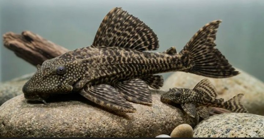 Pakar IPB Soroti Pembasmian Ikan Sapu-Sapu di Jakarta, Usulkan Jadi Pupuk Cair