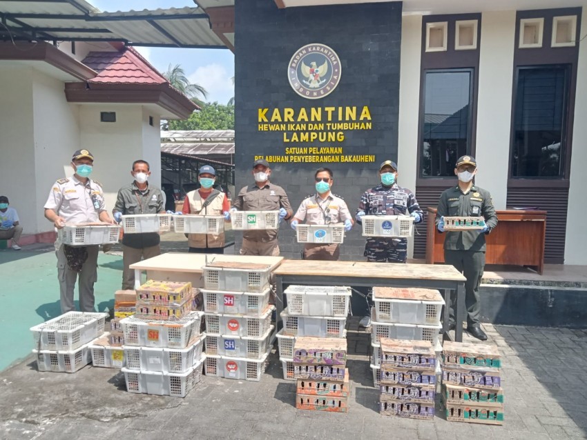 TNI AL Gagalkan Penyelundupan 620 Ekor Burung Ilegal di Bakauheni