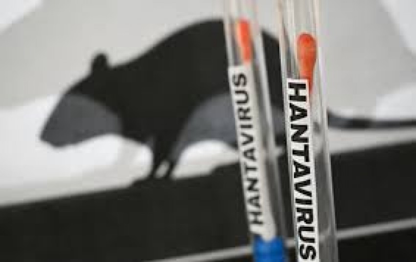 Kenali Cara Penularan Hantavirus Serta Gejalanya yang Kerap Diabaikan