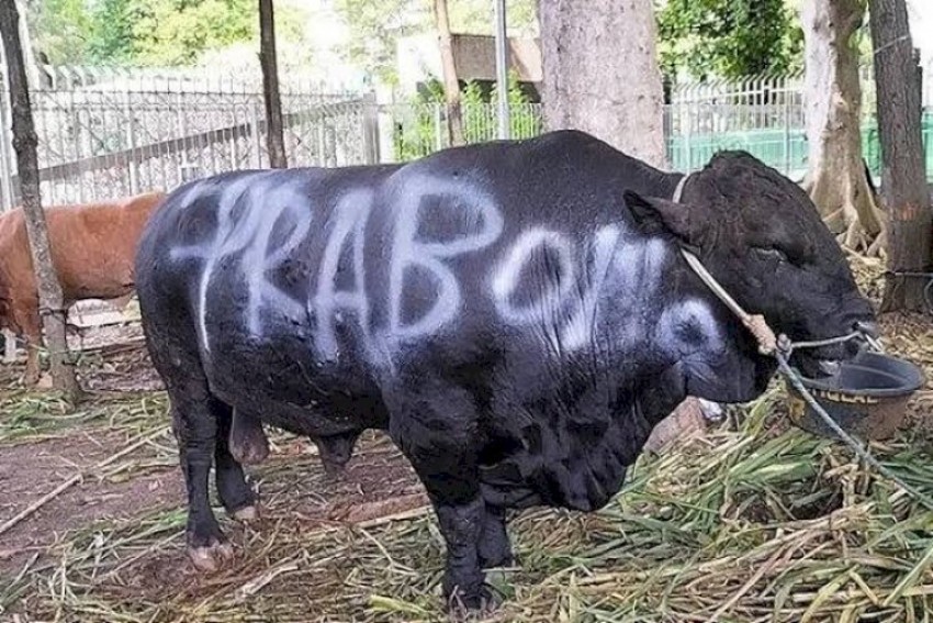 Bukan Sekadar Kurban: Prabowo Tebar 1.098 Sapi Premium Seharga Rp100 M untuk Seluruh Indonesia