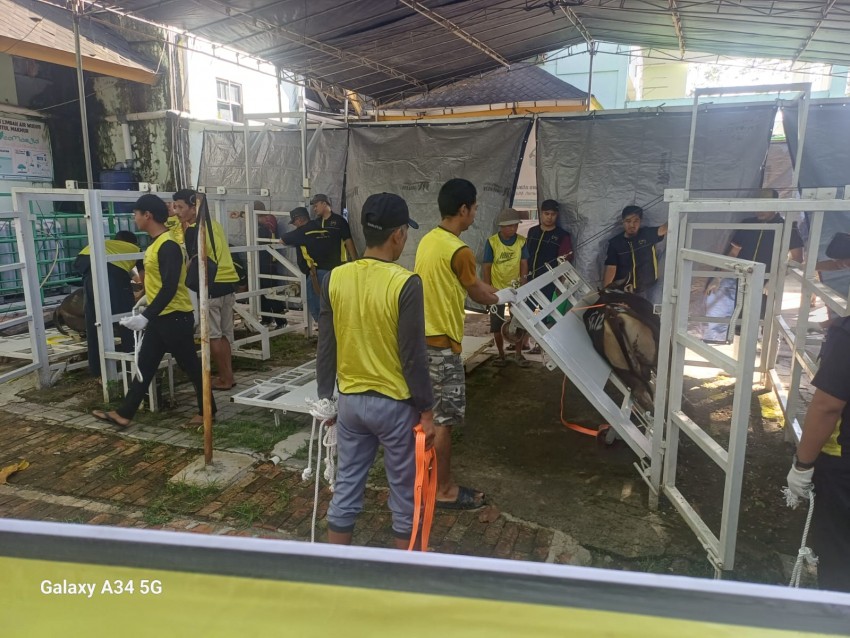 Modern dan Canggih! Pemotongan Hewan Kurban di Masjid Baitul Makmur Hanya 7 Menit per Sapi