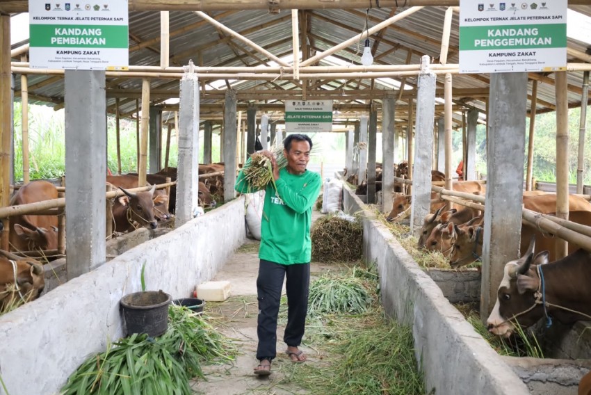 BAZNAS Lampaui Target Kurban 2026, Dana Terkumpul Rp23,09 Miliar Berdayakan Peternak Desa