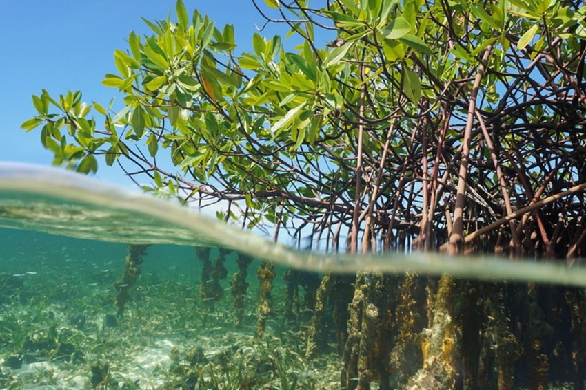 Bank BSN Pastikan 1.150 Bibit Mangrove Terus Tumbuh, Monitoring Berkala Jadi Kunci Keberhasilan Rehabilitasi