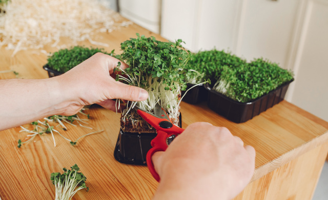 Pensiunan Dosen Tekuni Microgreen, Sayuran Imut Kaya Gizi