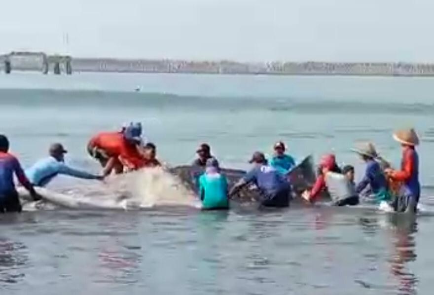Nelayan dan KKP Selamatkan Hiu Paus di Perairan Cilacap