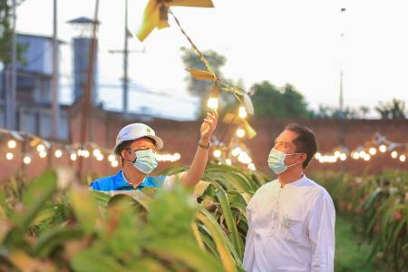 Berkat Electrifying Agriculture PLN, Omzet Petani Buah Naga Naik Hingga 3 Kali Lipat