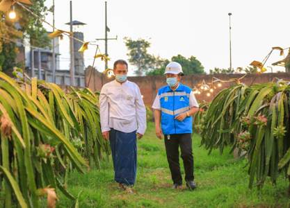 Berkat Electrifying Agriculture PLN, Omzet Petani Buah Naga Naik Hingga 3 Kali Lipat