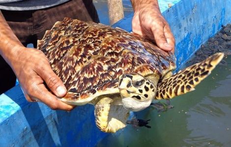 Keindahan Pantai Maspari, Surganya Kawanan Penyu Sisik