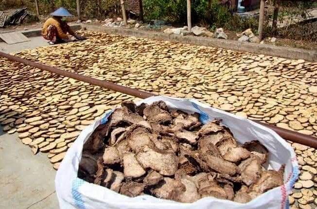 Punya Nilai Ekonomi Tinggi, Sumsel Kembangkan Porang