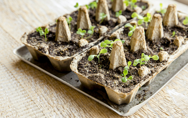 Cara Bertanam Sayur Organik dalam Pot untuk Pemula