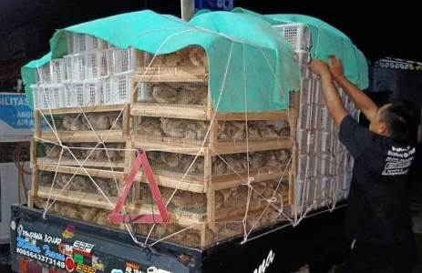 Tidak Pelit Ilmu, Muslim Ini Sukses Kembangkan Peternakan Burung Puyuh