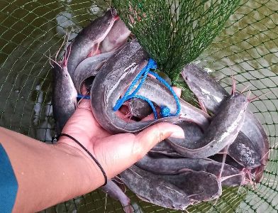 Potensi Besar, Karyawan Ini Mantap Tekuni Budidaya Lele