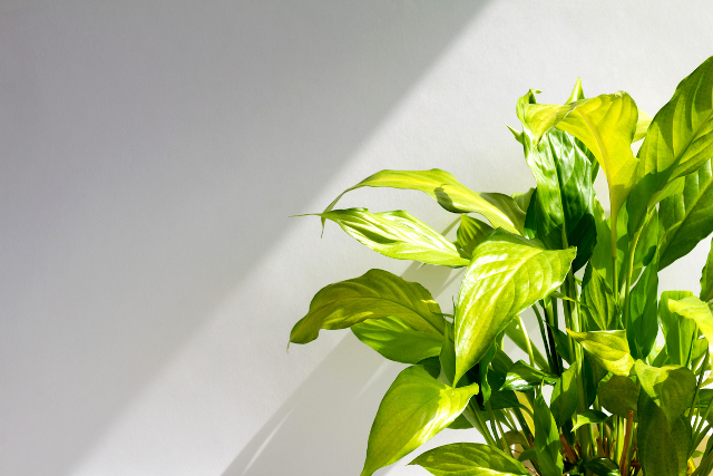 Jangan Biarkan Tanaman  Kesayangan Stress, Begini Kiatnya