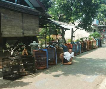 Berawal dari Hobi, Muslim Asal Boyolali Kini Bisnis Sekolah Murai Batu