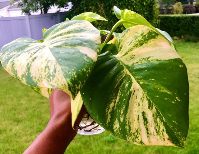 Ragam Sirih Gading dengan Corak Cantik untuk Dekorasi Rumah