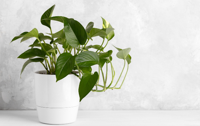 Ragam Sirih Gading dengan Corak Cantik untuk Dekorasi Rumah