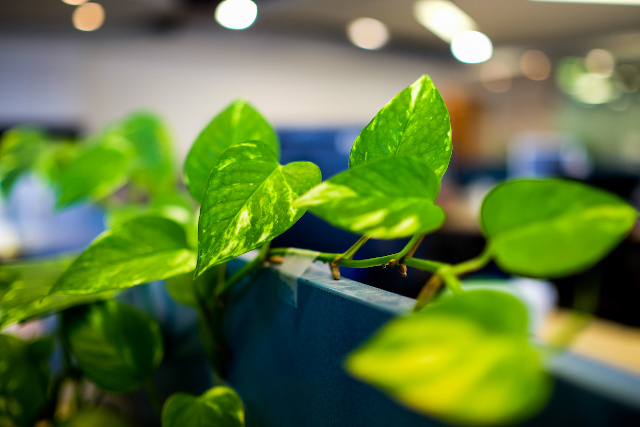 Ragam Sirih Gading dengan Corak Cantik untuk Dekorasi Rumah