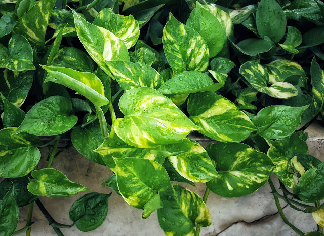 Ragam Sirih Gading dengan Corak Cantik untuk Dekorasi Rumah